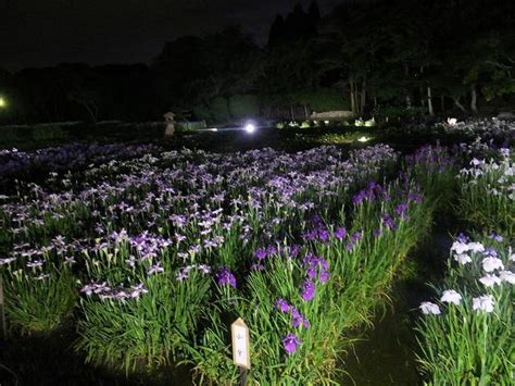 しょうぶライトアップ イベント ときわ公園山口県宇部市