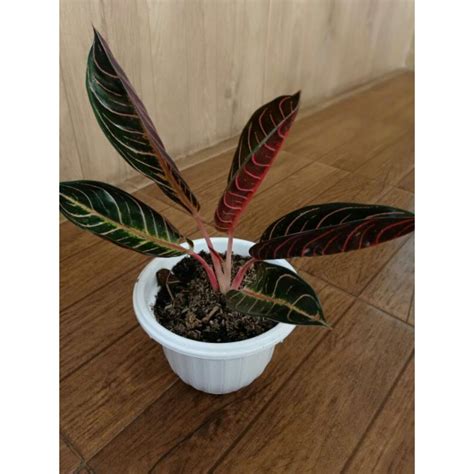 Jual Aglaonema Pride Of Sumatra Shopee Indonesia