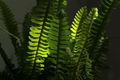 How To Care For A Boston Fern Over Winter Tips And More