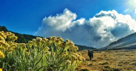 Alun Alun Surya Kencana Taman Nasional Gunung Gede Pangrango