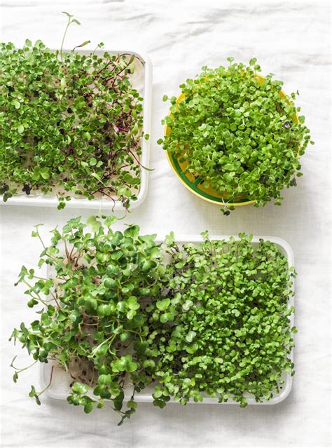 Top 15 Vegetables You Can Grow Indoors Year-Round