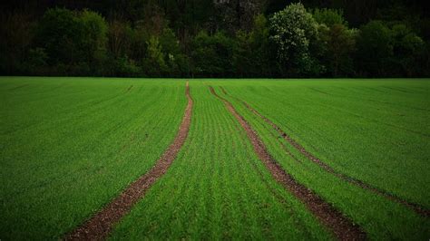 Lapangan Padang Rumput Hutan Foto Gratis Di Pixabay Pixabay