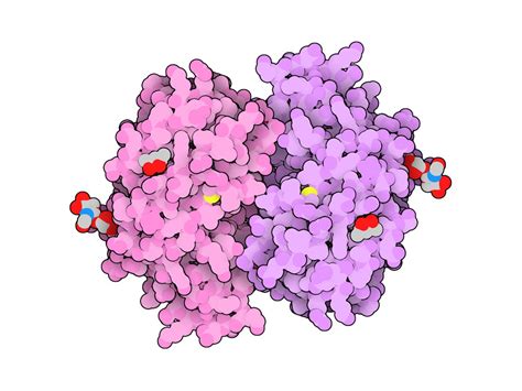 Molecular Blobs on Twitter: "4B15: crystal structure of tamarind ...