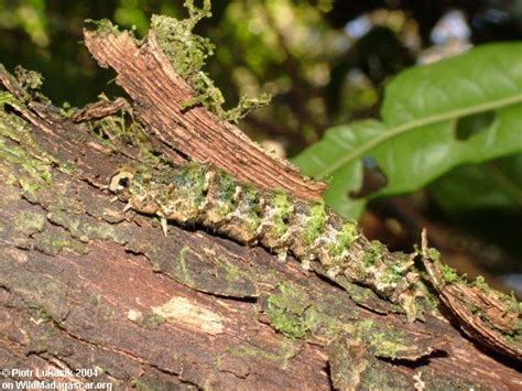 Picture Camouflaged Caterpillar In Andringitra