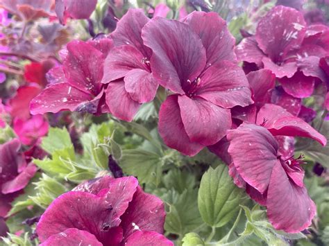 Martha Washington Geranium Online Flower Garden