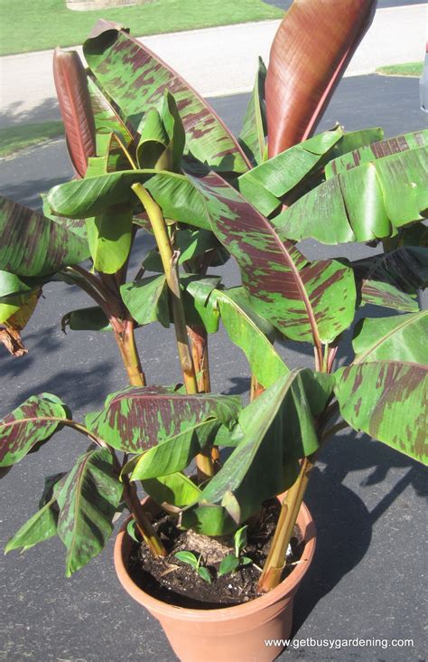 How To Propagate Banana Plants Get Busy Gardening