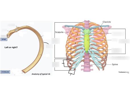 Bones of the Thorax Diagram | Quizlet