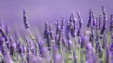 Lavender May Reduce Signs of Anxiety in Women - University Health News