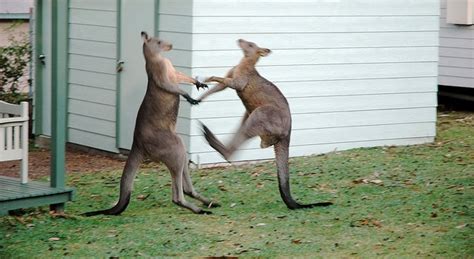 Watch A Kangaroo Choke Out Its Rival MMA-Style – Sick Chirpse