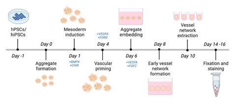 Generation Of Human Blood Vessel Organoids From Pluripotent Stem Cells