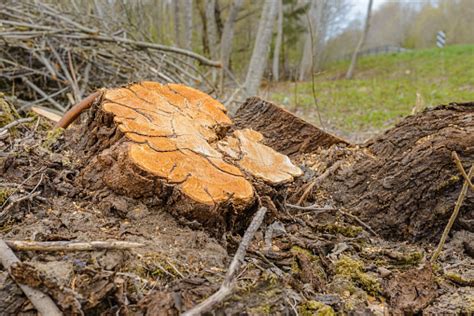 Photo Libre De Droit De Deforestation Forest Clearing Tree Stumps And Felled Forest Deforested