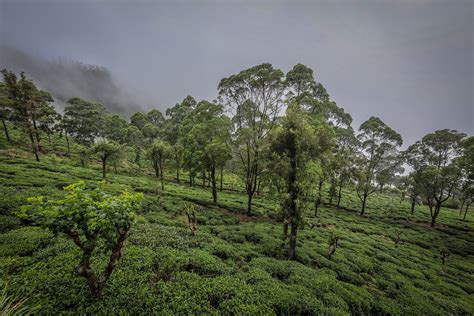 Sri Lanka 104 Paulina Nowacka Flickr