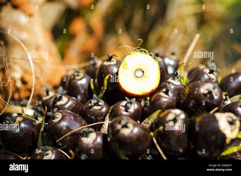 Palm Oil Fruit Harvesting Hi Res Stock Photography And Images Alamy