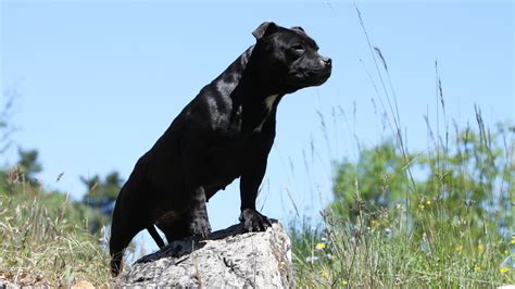 Staffordshire Bull Terrier Royal Canin