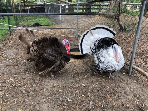 Raising The Best Meat Turkeys Heritage Versus Production Breed