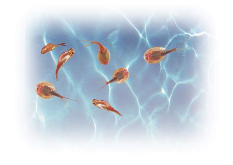 Prehistoric Sea Monsters Terrifying Prehistoric Sea Monsters: 10