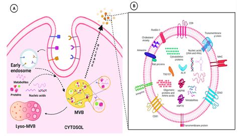 Representative Figure Highlighting The Biogenesis Of Exosomes A And