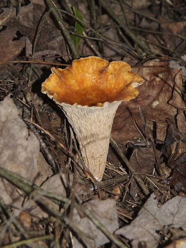 Scaly Chanterelle Gomphus Floccosus INaturalist Org