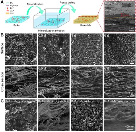 Structural And Compositional Properties Of Mineralized Hydrogels A