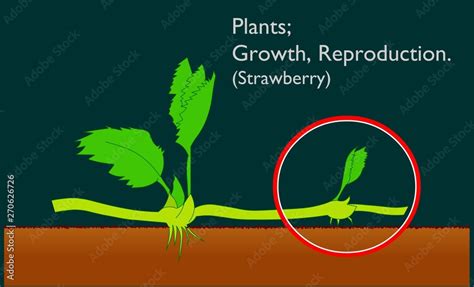 Strawberry Reproductive System Runners Stages Vegetative Propagation Types In Plants Runners