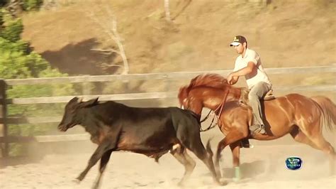 Treinamento Para Cavalos De Vaquejada YouTube