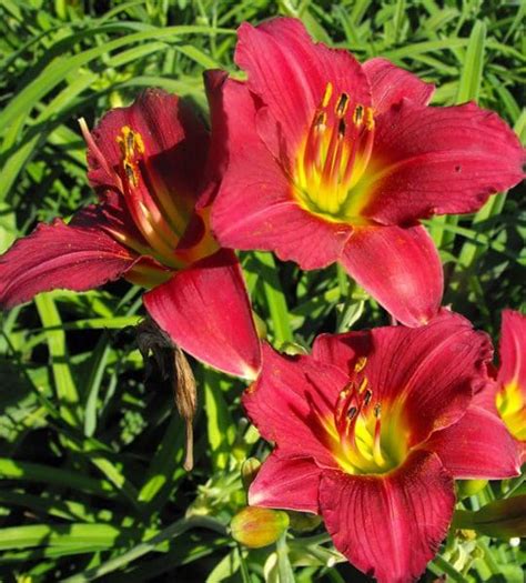 Ruby Stella Daylily - Prairie Gardens