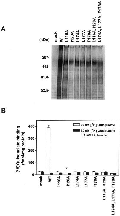 Immunoblotting Analysis And Ligand Binding Of Lb Dimer Interface