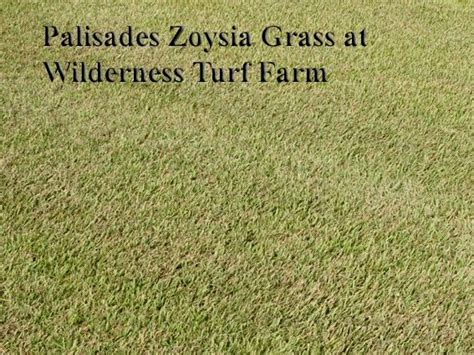 Cavalier Zoysia