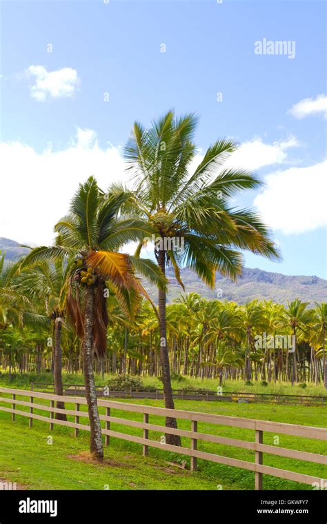 Hawaii Palm Tree Coconut Farm Stock Photo - Alamy