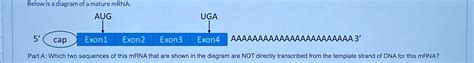 Solved Below is a diagram of a mature mRNA.Part A: Which two | Chegg.com