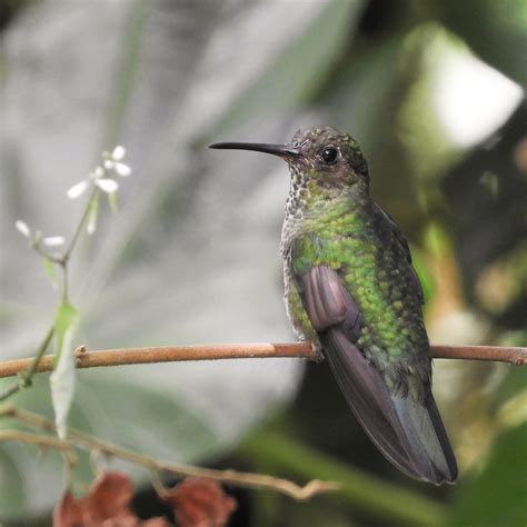 Dscn Hollin Falls Ecuador Jan Mersey Flickr