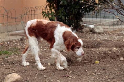 Il Cane Sepolto Vivo Trova Casa Libero Quotidiano