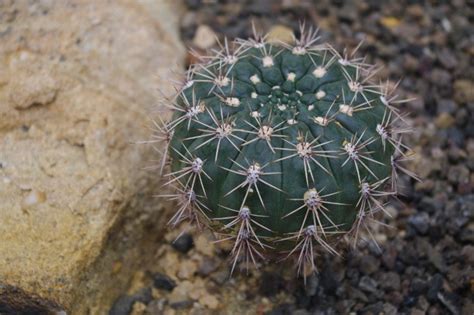 Schaugewächshäuser Im Neuen Botanischen Garten Geöffnet Plantende