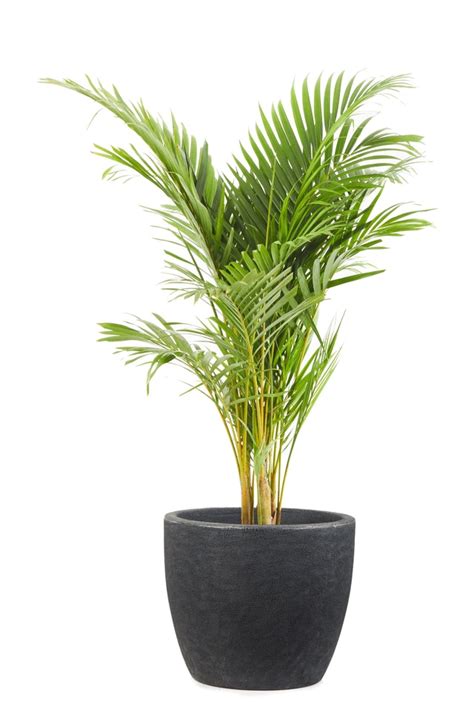 Areca Grande Andina Mediana Texturada