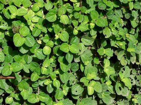 Pilea nummulariifolia - UF/IFAS Assessment - University of Florida ...