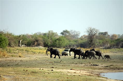 Stop Elephant/Rhino poaching (2016 Namibia) On the... - Aperture