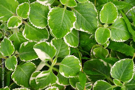 Plectranthus Amboinicus Lour Spreng Is A Group Of Lamiaceae Or Mint