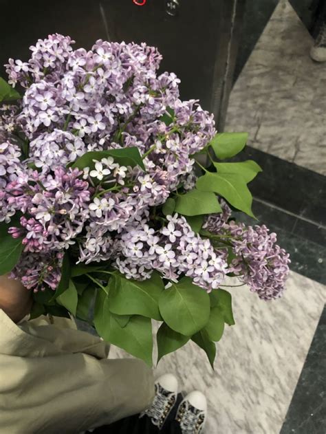 букет сирени