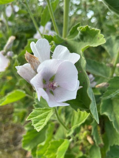 Marsh Mallow | Althea officinalis | Naturescape Wildflower Farm