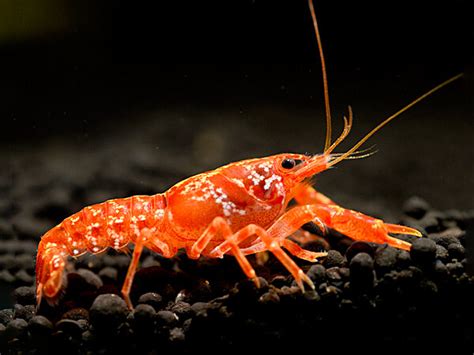 Orange Dwarf Crayfish Cpo Cambarellus Patzcuarensis Breeding Group