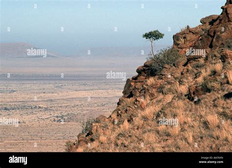 Solitary Tree Clinging To A Dry Rocky Hillside Near Klein Aub