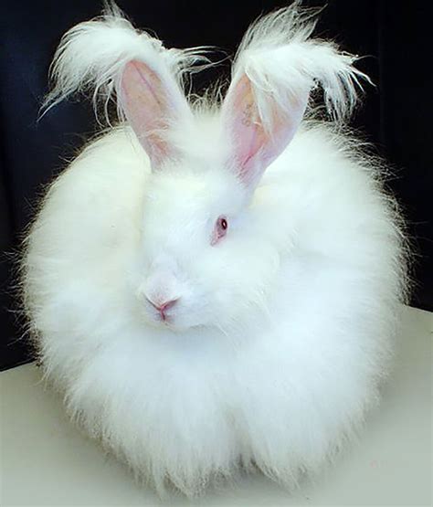 Angora Rabbit Breed Information Temperament Caring Guide Ukpets