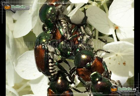 Japanese Beetle Identification