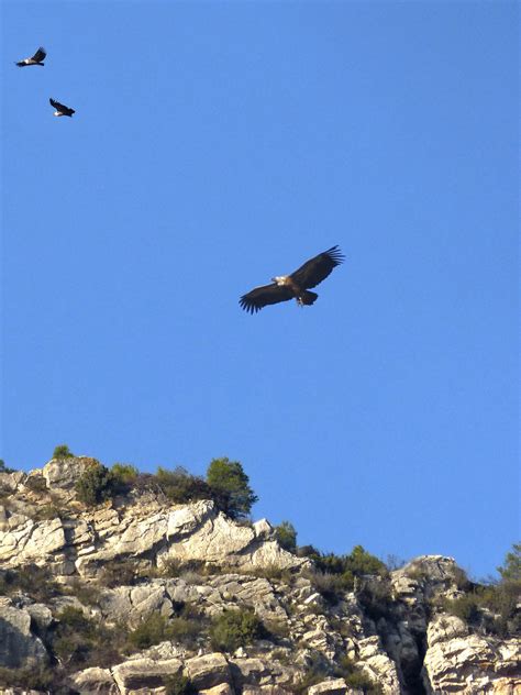 1242x2208 wallpaper | american bald eagle | Peakpx