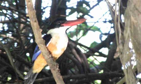 Little Amazon Tour From Khao Lak Tkl