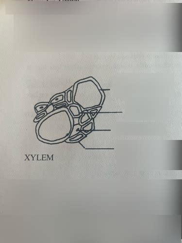 Lab 1 - Parts of Xylem Diagram | Quizlet