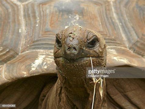 75 Largest Tortoise In The World Stock Photos, High-Res Pictures, and ...