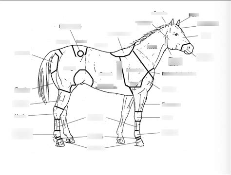 Horse Anatomy Diagram Quizlet