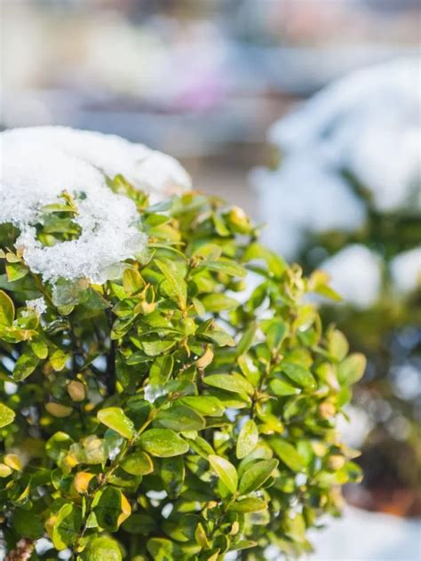 Can Boxwood Survive Winter in Pots? A Comprehensive Guide - The Little ...