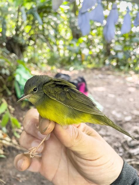 Ebird Checklist Oct Pn Henri Pittier Paso Portachuelo